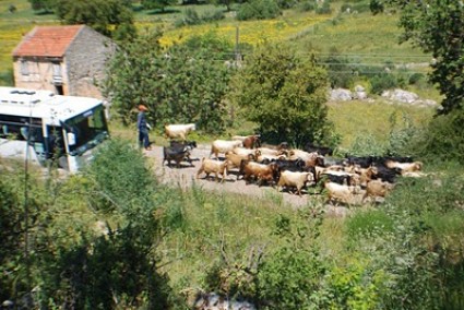 Rural Intelligence Food