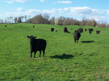 Rural Intelligence Food