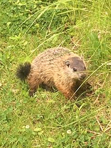 Will he or won't he on Feb. 2? Will he or won't he on Feb. 2?