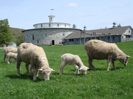 Rural Intelligence Food