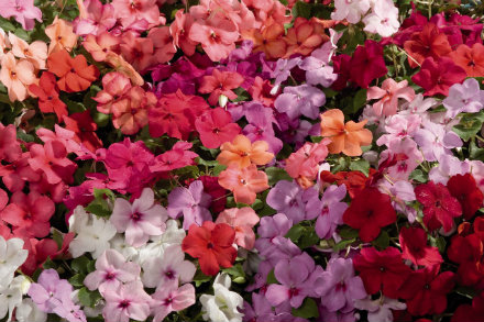 impatiens