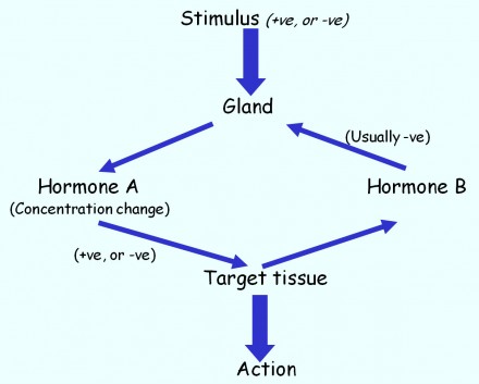 Rural Intelligence Food