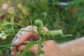 hornworm