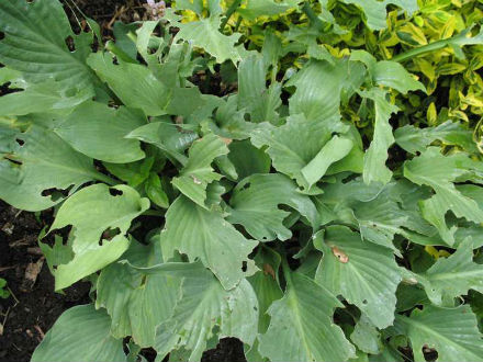 hostas2