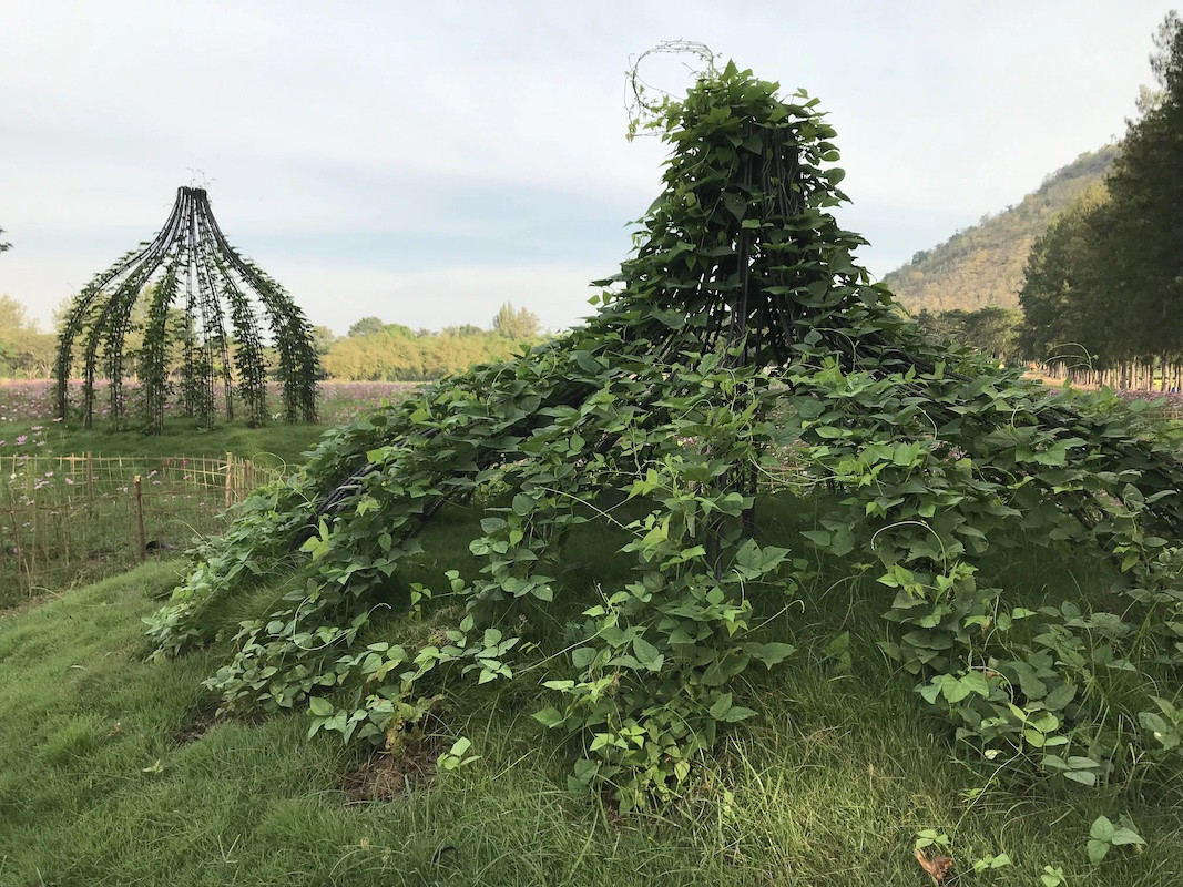 Pinaree Sanpitak,&nbsp;Breast Stupa Topiary Jim Thompson Farm, 2018.&nbsp;Steel and plants; size variable. At Hancock Shaker Village.