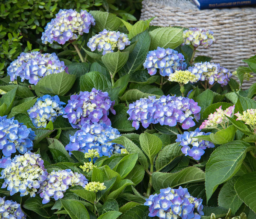 Cape Cod Hydrangea macrophylla