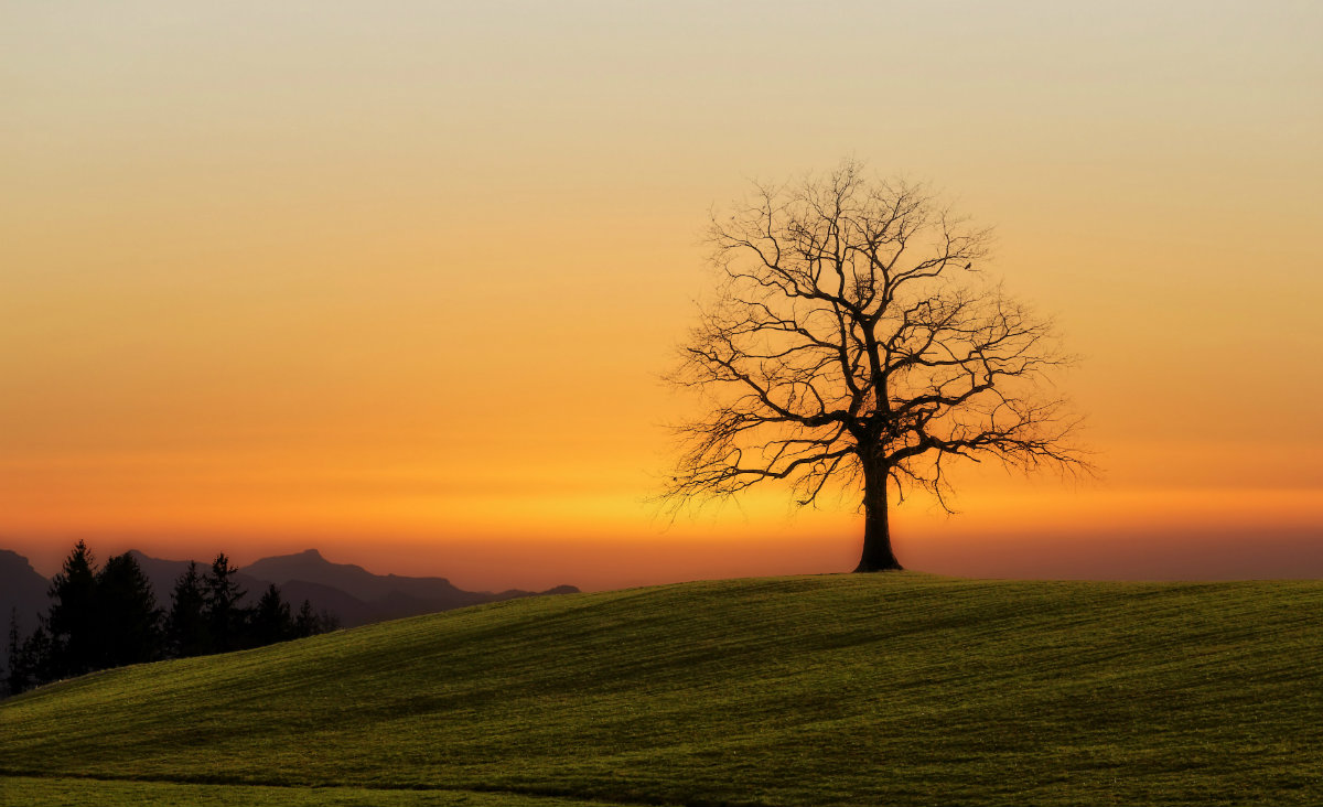 Johannes Plenio Johannes Plenio