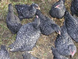 Rural Intelligence Food