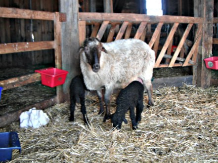 Rural Intelligence Food