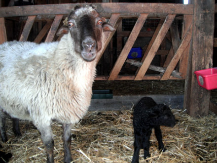 Rural Intelligence Food