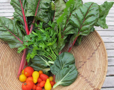 Rural Intelligence Food