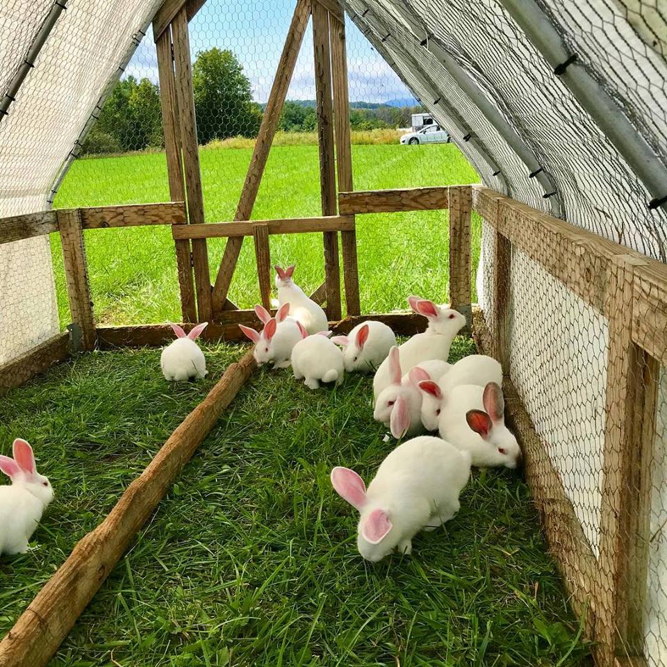 Well-cared-for bunnies at Letterbox Farm.&nbsp;Photo provided by Letterbox.