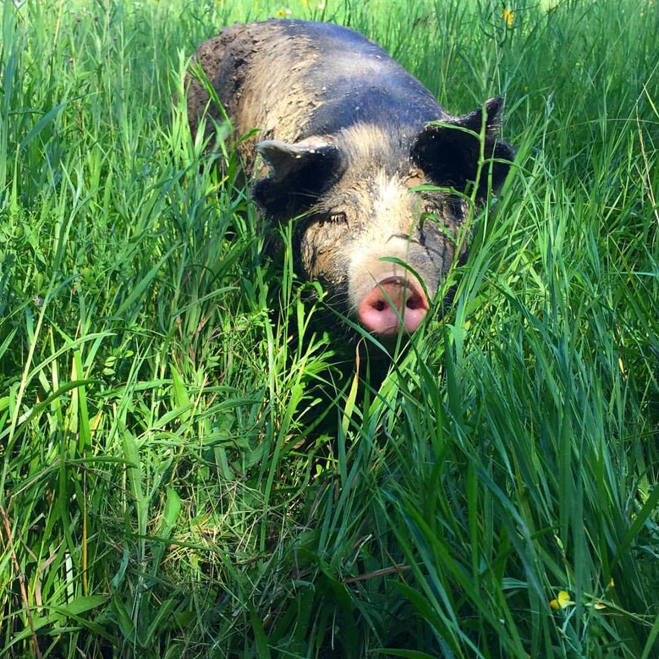 A Letterbox pig.&nbsp;Photo provided by the farm.