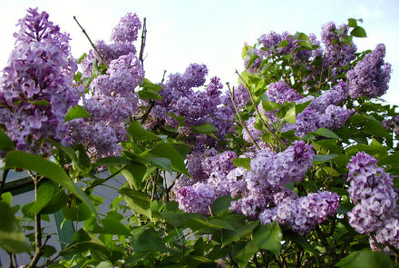 lilacs3