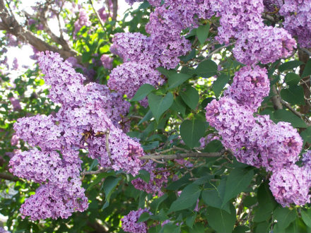 lilacs1