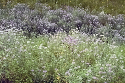 Rural Intelligence Style