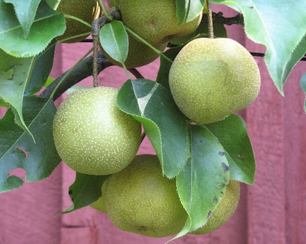 Rural Intelligence Food