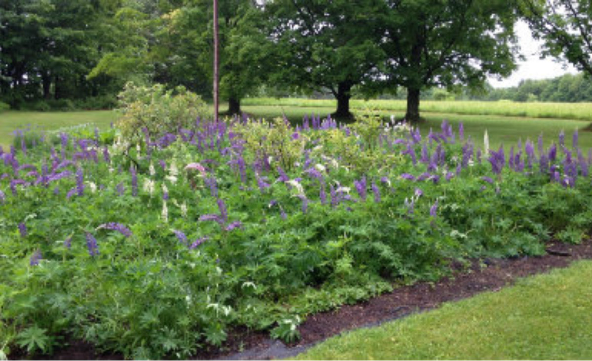 A vigorous colony of lupines in the kitchen garden at Steepletop in Austerlitz, New York. - The Millay Society A vigorous colony of lupines in the kitchen garden at Steepletop in Austerlitz, New York. - The Millay Society