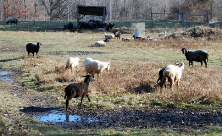 Rural Intelligence Food