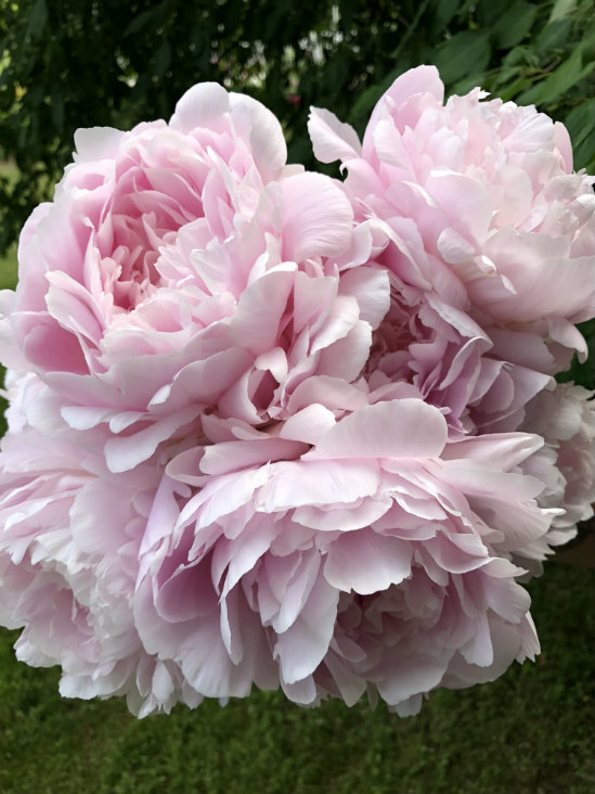 Nancy Nicholls peonies