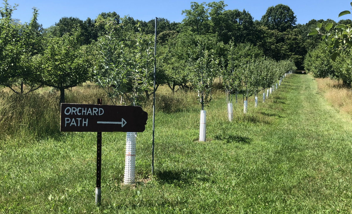 Little Cidery orchard path Little Cidery orchard path