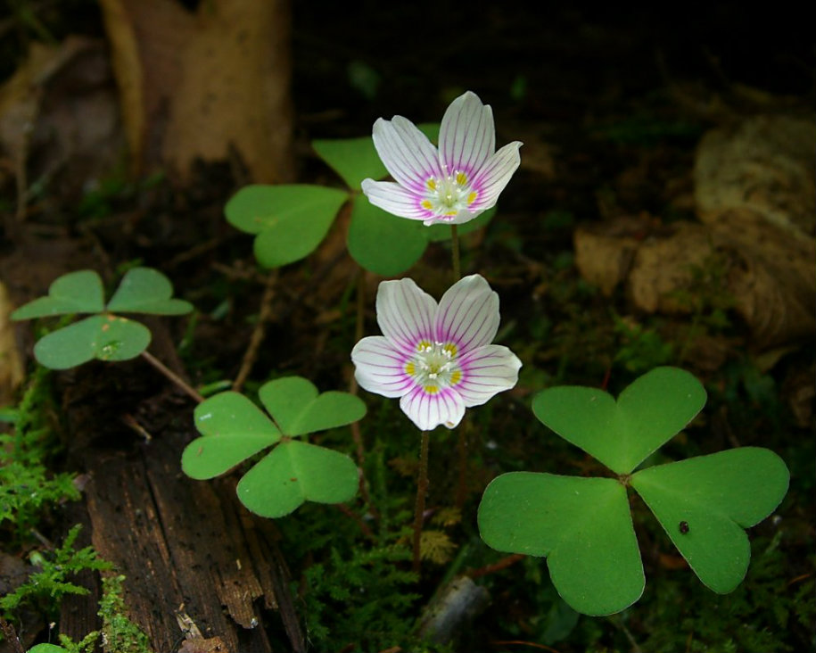 Mountain wood sorrel
