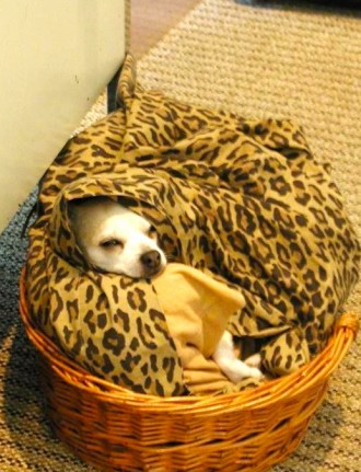 Rural Intelligence Style