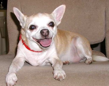 Rural Intelligence Style