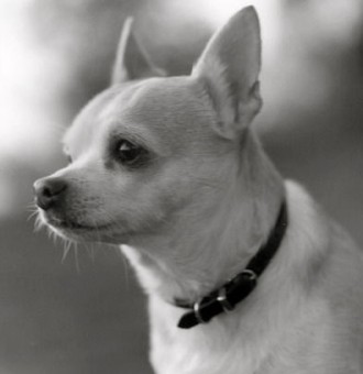 Rural Intelligence Style