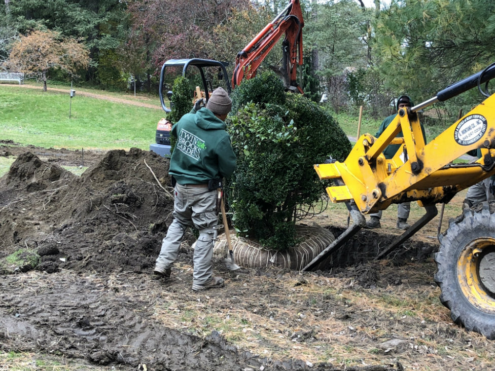 One of the peacocks gets positioned in place.