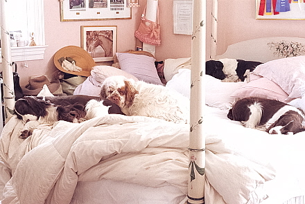 Rural Intelligence Style