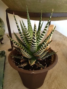 Rural Intelligence Style