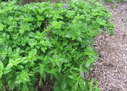 Rural Intelligence Style