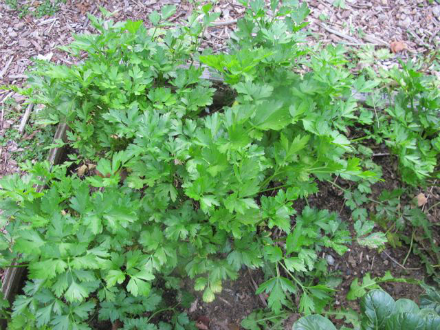 Rural Intelligence Style