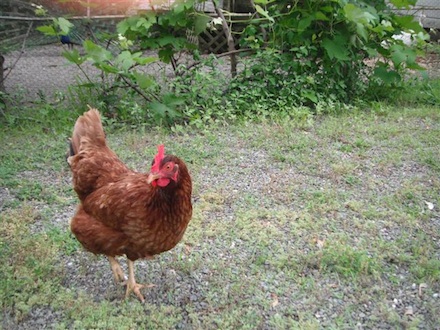 Rural Intelligence Parties and Openings