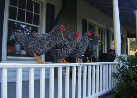 Rural Intelligence Community