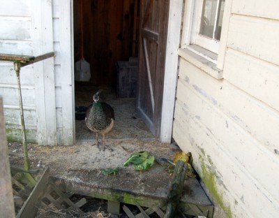 Rural Intelligence Food