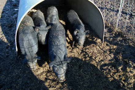pigseating2