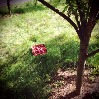 Rural Intelligence Food