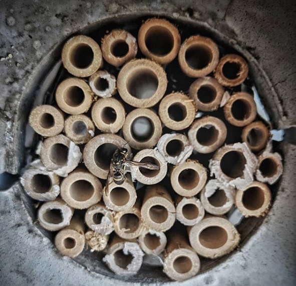 Pollinators Pavilion nesting tubes Pollinators Pavilion nesting tubes