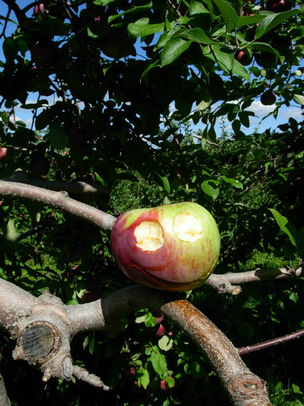 Rural Intelligence Food