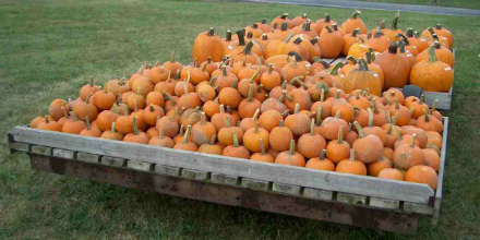 Rural Intelligence Food