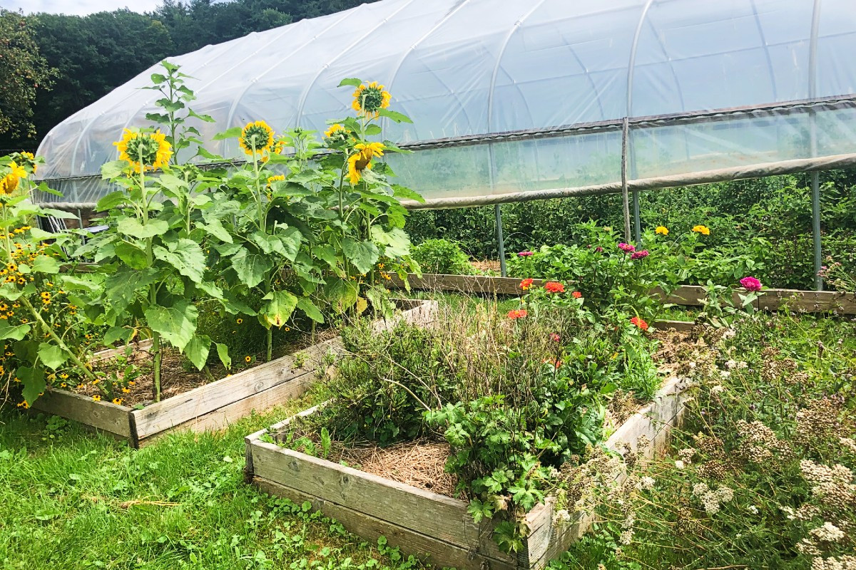 Raised beds yield plants for color extraction.