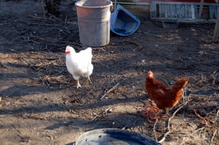 Rural Intelligence Food