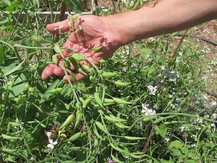 Rural Intelligence Style