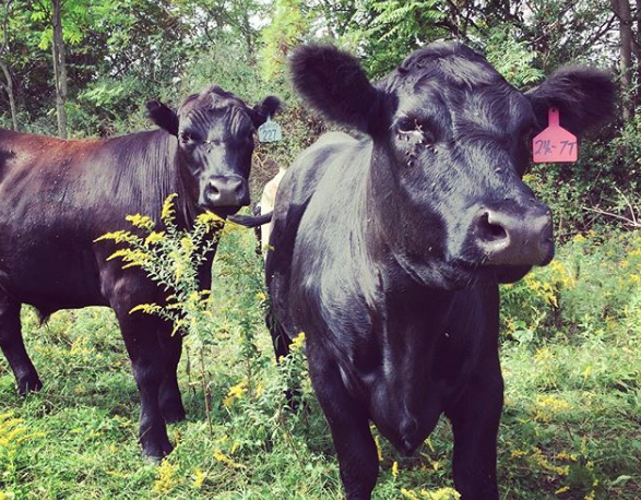 Sawkill&#39;s&nbsp;herd.&nbsp;Photo provided by the farm.