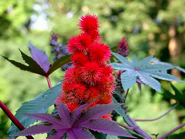 Castor bean