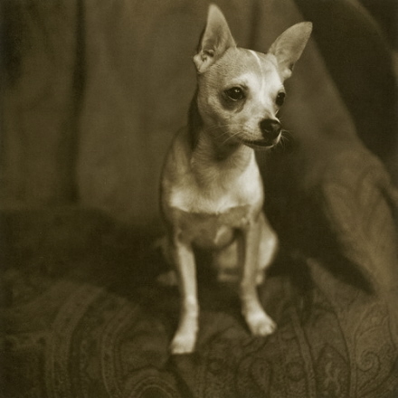 Rural Intelligence Style