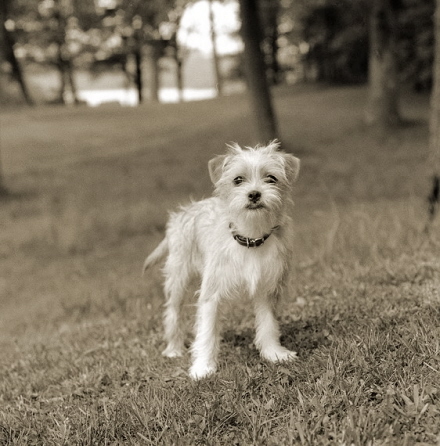 Rural Intelligence Style