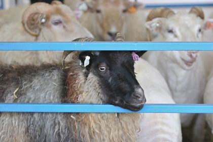 Rural Intelligence Road Trips